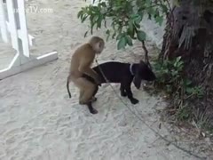 This adorable zoo fetish footage shows a monkey attempting to ride a dog.